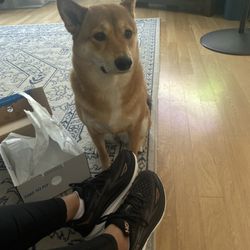 Beck’s Shoes - My new running shoes are fur baby approved
