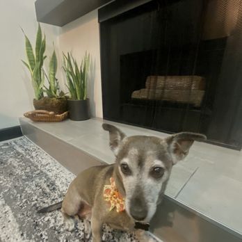 Barking Bubbles Spa - Aawwww-looking dapper and squeaky clean. - Pet Groomers Near Me - Diamond Bar , California Barking Bubbles Spa - Aawwww-looking dapper and squeaky clean. - Pet Groomers Near Me - Diamond Bar , California