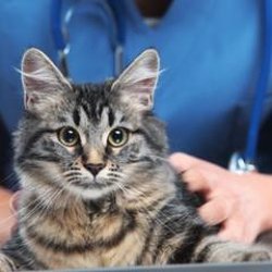 Cornerstone Animal Hospital - Cornerstone Animal Hospital
