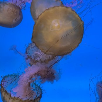 Downtown Aquarium - Museums Near Me - Denver, Colorado