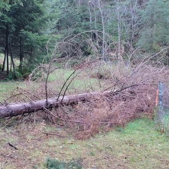 JT & Sons Tree Service - This was a previous job dealing with fallen tree. - Tree Services Near Me - Gold Beach, Oregon JT & Sons Tree Service - This was a previous job dealing with fallen tree. - Tree Services Near Me - Gold Beach, Oregon