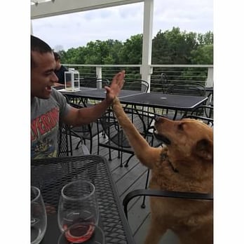 Gravity - Ollie, the dog, greeting us on the deck - Wine Tasting Room Near Me - Baroda, Michigan
