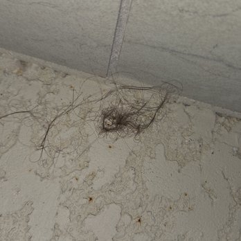 Avid Hotels Lancaster - Hair balls around pool area. - Venues & Event Spaces Near Me - Lancaster, Pennsylvania