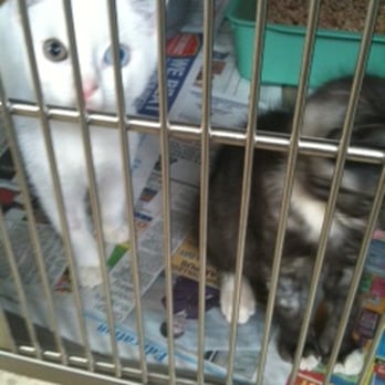 Rspca - Veterinarians Near Me - Yagoona, NSW