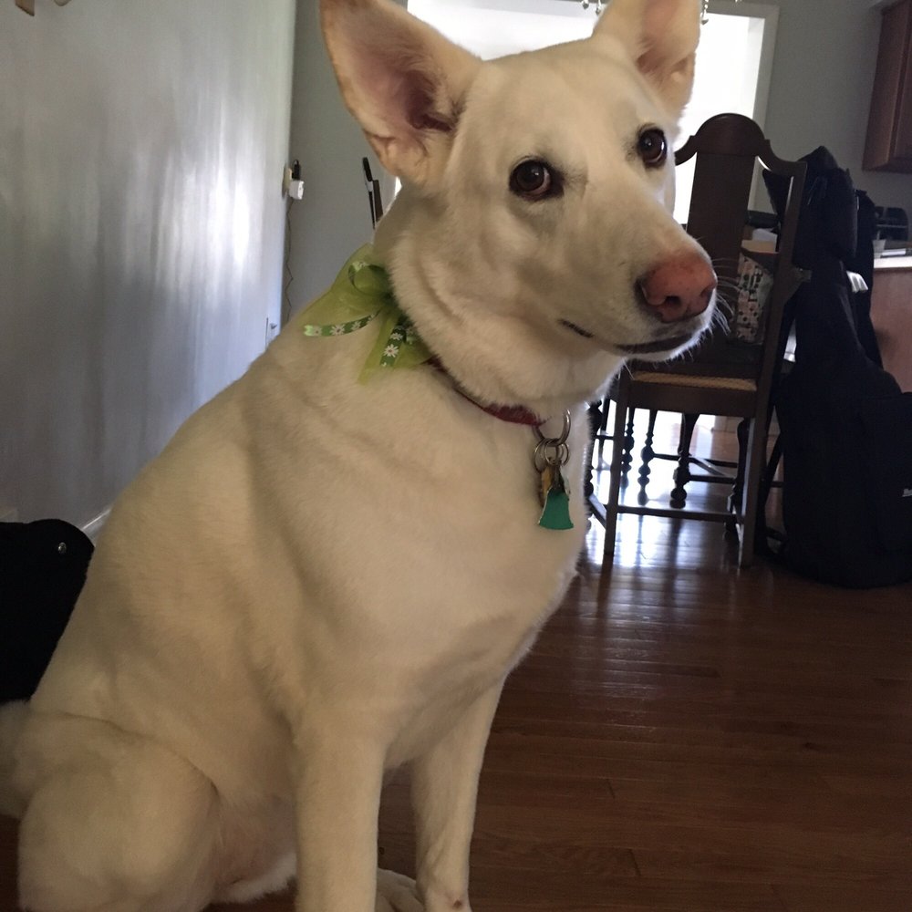 North Bark Pet Grooming - Clean girl and smelling good again... - Pet Groomers Near Me - Grand Rapids, Michigan North Bark Pet Grooming - Clean girl and smelling good again... - Pet Groomers Near Me - Grand Rapids, Michigan
