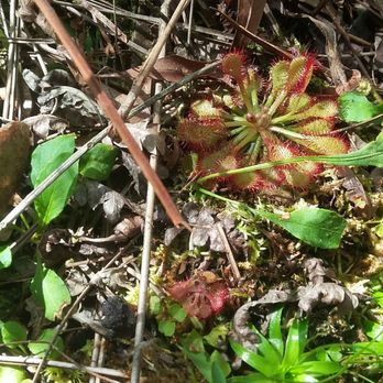 USF Riverfront Park - Sundews. Carniverous. - Parks Near Me - Tampa, Florida