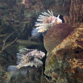 Shark Reef Aquarium at Mandalay Bay - Aquariums Near Me - Las Vegas, Nevada