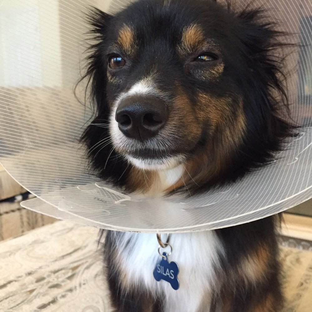 Ardezz Kennels - Silas and his eye infection - Pet Sitting Near Me - South El Monte, California Ardezz Kennels - Silas and his eye infection - Pet Sitting Near Me - South El Monte, California