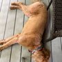 Photo of Waggles Pet Supply & Dog Wash