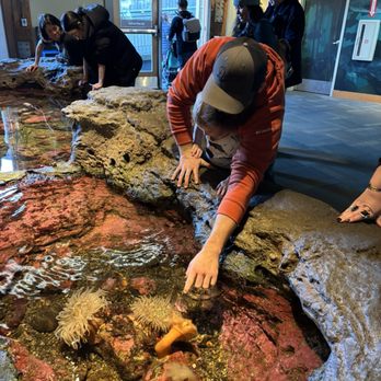 Seattle Aquarium - Touch pool - Aquariums Near Me - Seattle, Washington