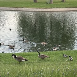 Huffhines Park Tennis Center - Feeding the ducks on the grass