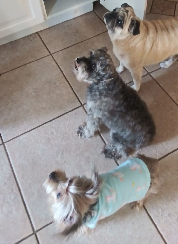 WAGS AND WALKS PET SITTING Tampa Bay, FL Yelp