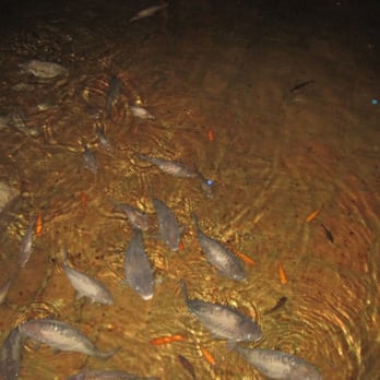 Yerebatan Sarnıcı - lots of fish in the water - Landmarks & Historical Buildings Near Me - Istanbul, 34 Yerebatan Sarnıcı - lots of fish in the water - Landmarks & Historical Buildings Near Me - Istanbul, 34