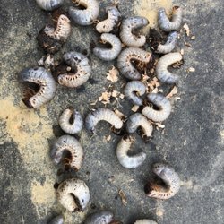 Windy Hollow Campground & Recreational Area - One of the main reasons why we don't allow people to bring in firewood from other places, bug infestation kills our trees
