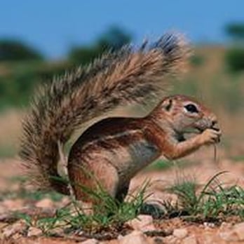 ADC Animal Damage Control - Wildlife Control Near Me ADC Animal Damage Control - Wildlife Control Near Me