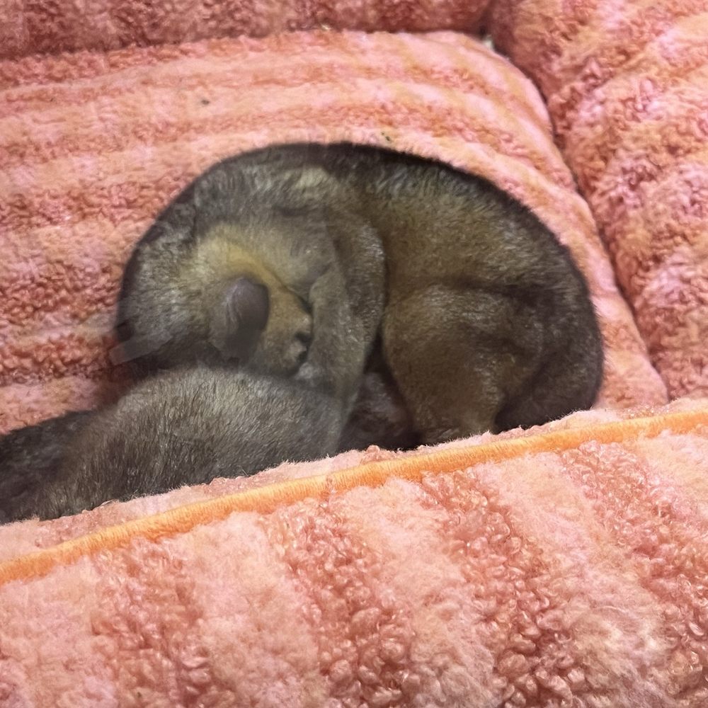 Pet Planet - Baby Kinkajou - Pet Stores Near Me - Las Vegas, Nevada Pet Planet - Baby Kinkajou - Pet Stores Near Me - Las Vegas, Nevada