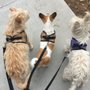 Photo of Anml Pet Care