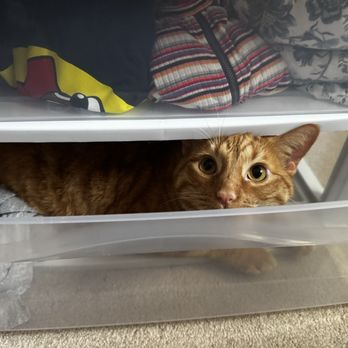 Duluth Animal Hospital - My cat () wanting to hide on my bottom shelf while I clean it - Veterinarians Near Me - Duluth, Georgia Duluth Animal Hospital - My cat () wanting to hide on my bottom shelf while I clean it - Veterinarians Near Me - Duluth, Georgia