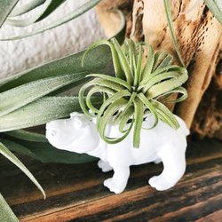 Garden Garage - We're the only plant shop in Las Vegas that keeps air plants in stock. Shop the variety! Care instructions are on our website.