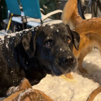 Deogee Dog Care - Dog Walkers Near Me Deogee Dog Care - Dog Walkers Near Me