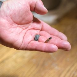 PestLock - ant removal