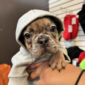 Petland Dallas Preston - Pet Stores Near Me - Dallas, Texas
