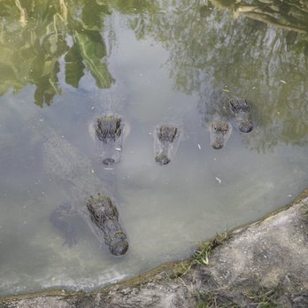 Croc Encounters - Zoos Near Me - Tampa, Florida