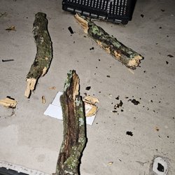 Nashville KOA - Dead tree they won't cut down