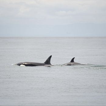 Puget Sound Express - Boat Charters Near Me - Port Townsend, Washington
