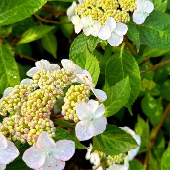 Salt Air Farm - Hydrangea season is here - 7/11/2026 - Attraction Farms Near Me - Cutchogue, New York Salt Air Farm - Hydrangea season is here - 7/11/2026 - Attraction Farms Near Me - Cutchogue, New York