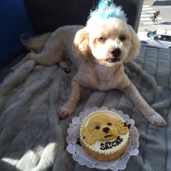 Three Dog Bakery - Do I look cute? - Pet Stores Near Me - Vancouver, British Columbia