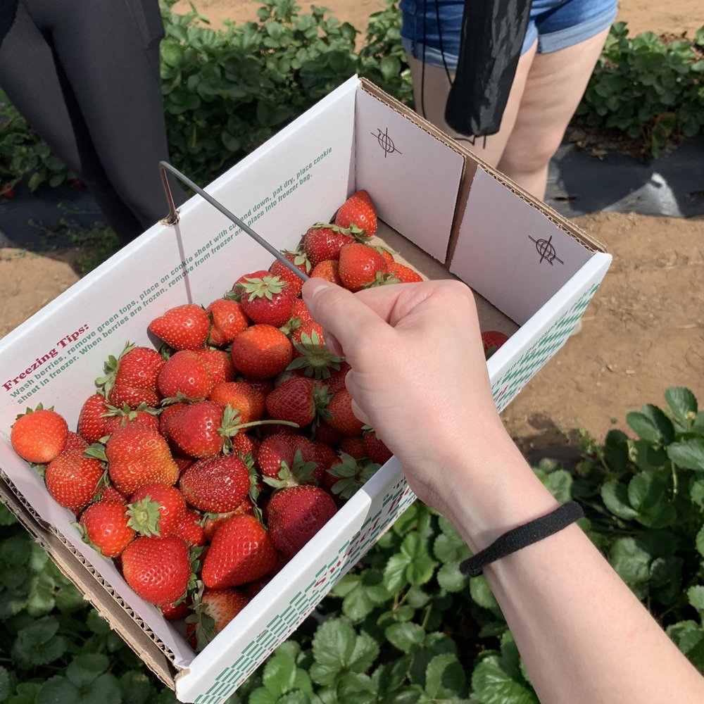 Sweet Berry Farm - Attraction Farms Near Me - Marble Falls, Texas