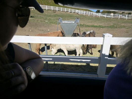 Saddlerock Ranch by null