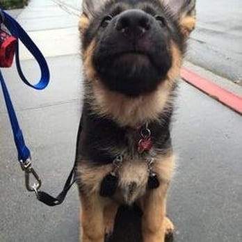 Leashed Seattle - Inka - Cutest German Shepherd pup EVER! - Dog Walkers Near Me - Lynnwood, Washington