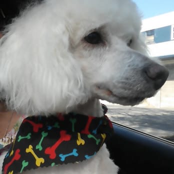 Canine Design - After photo - Pet Groomers Near Me - Kensington, Maryland Canine Design - After photo - Pet Groomers Near Me - Kensington, Maryland