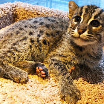 Wild Cat Education and Conservation Fund - New resident baby fishing cat to next generation adult - Walking Tours Near Me