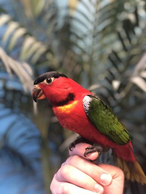 BIRDMAN'S PARROTS by null