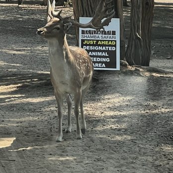 Shamba Safari - Deer - Zoos Near Me - Neshkoro, Wisconsin Shamba Safari - Deer - Zoos Near Me - Neshkoro, Wisconsin