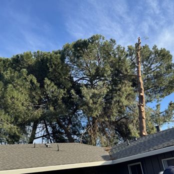 Navarro Tree Service - Before - Trees near roof - Tree Services Near Me Navarro Tree Service - Before - Trees near roof - Tree Services Near Me
