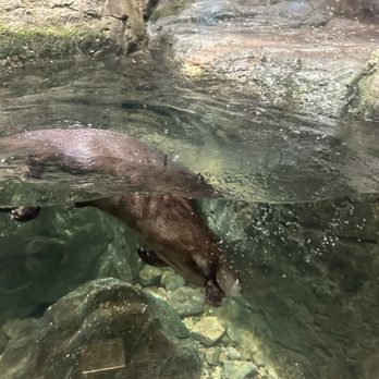 The Wild Center - Otter exhibit - Museums Near Me - Tupper Lake, New York