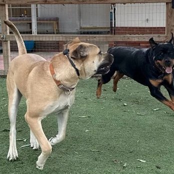 PawHaus Academy - Pet Training Near Me PawHaus Academy - Pet Training Near Me