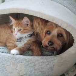 Cypress St Animal Hospital - my cat, Felix, and dog, Chip. Who says cats and dogs don't get along?