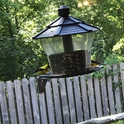 Montauk Lodge - Yellow finches at the feeder outside the dining room window