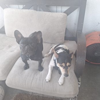 Pup Paradise - Pet Sitting Near Me - Cape Coral, Florida Pup Paradise - Pet Sitting Near Me - Cape Coral, Florida