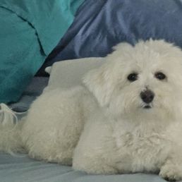 Why would a groomer need to keep my puppy for 5 hours never was mated keep charging more everytime? Why would a groomer need to keep my puppy for 5 hours never was mated keep charging more everytime?
