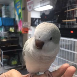 Her name is Derpy and she is the cutest nugget on earth.
