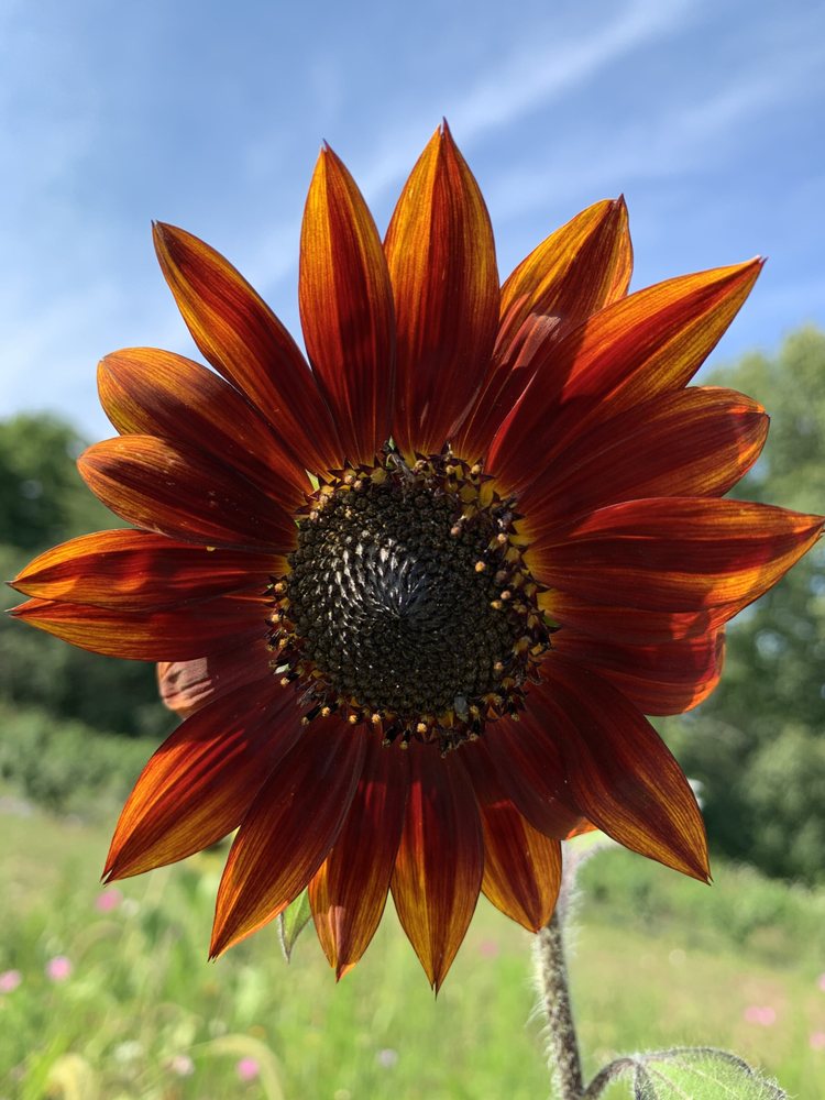 LANNON SUNFLOWER FARM Updated August 2024 54 Photos & 17 Reviews
