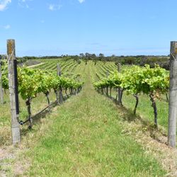 The Cups Estate - Vineyard