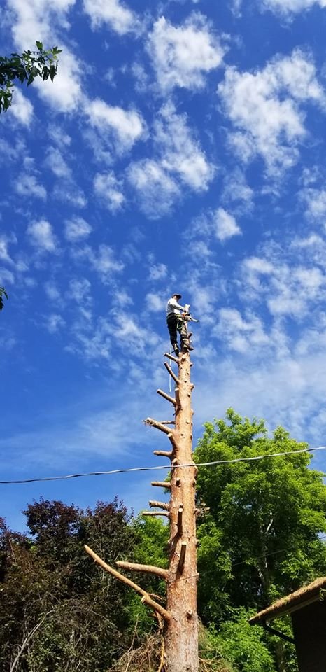 5 Star Tree Experts - tree service in West Valley City, UT