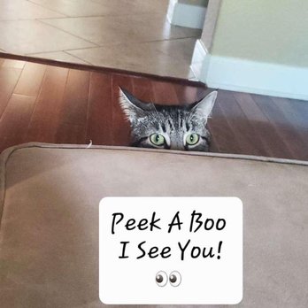 Barking Life Pet Concierge - Sweet Linky - Dog Walkers Near Me - Katy, Texas